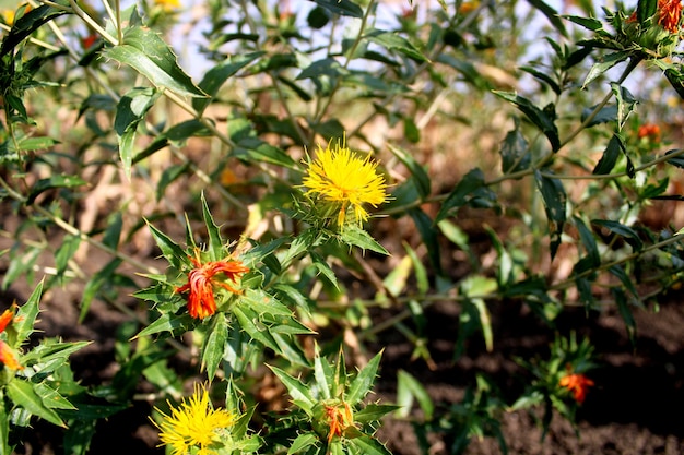 Colheita de cártamo Carthamus tinctorius