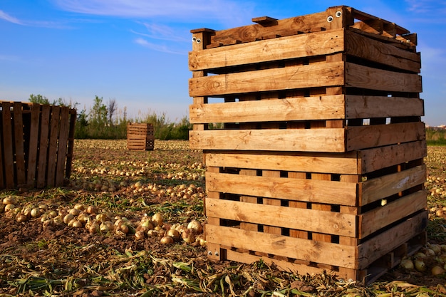 Colheita de cebola em valência espanha huerta