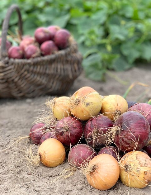 colheita de cebola orgânica conceito de vegetais orgânicos