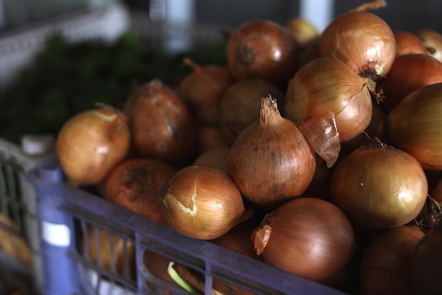 Colheita de cebolas frescas na cesta no mercado tradicional. Estilo de vida saudável de produtos biológicos.