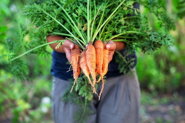 Colheita de cenoura nas mãos da mulher agricultora