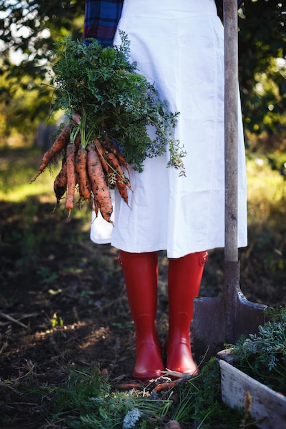 Colheita de cenouras. garota colhe cenouras no jardim