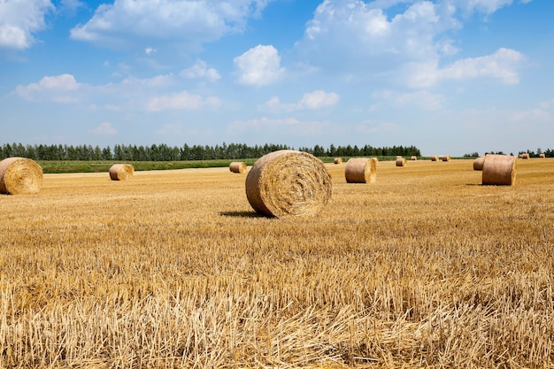 Colheita de cereais, verão - campo agrícola onde é realizada a colheita de cereais, bielo-rússia, verão