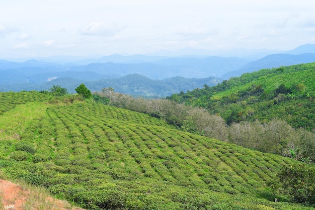 Colheita de chá na colina de chá em Da Lat Vietnam