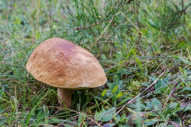 Colheita de cogumelos.