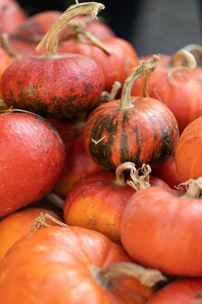 Colheita de decoração de outono de abóboras laranja em palha seca no símbolo de Halloween do mercado de agricultores