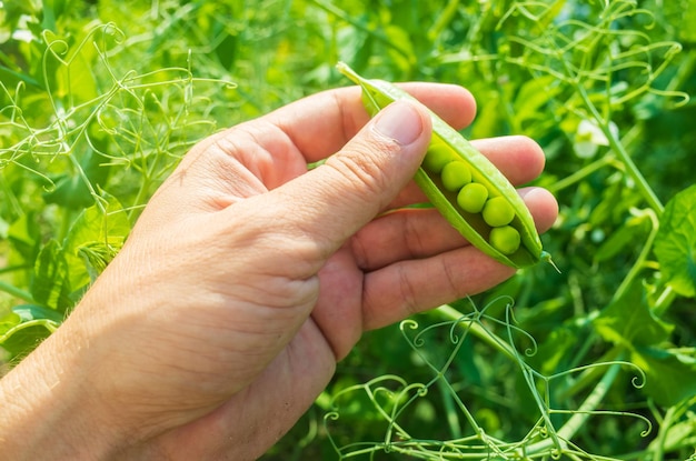 Colheita de ervilhas coletada no jardim Trabalho de plantação Colheita de outono e conceito de alimentos orgânicos saudáveis fecham com foco seletivo