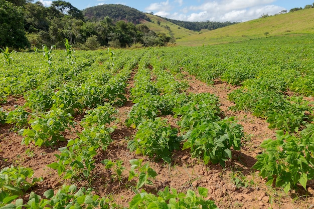 Colheita de feijão em pequena propriedade rural em Guarani