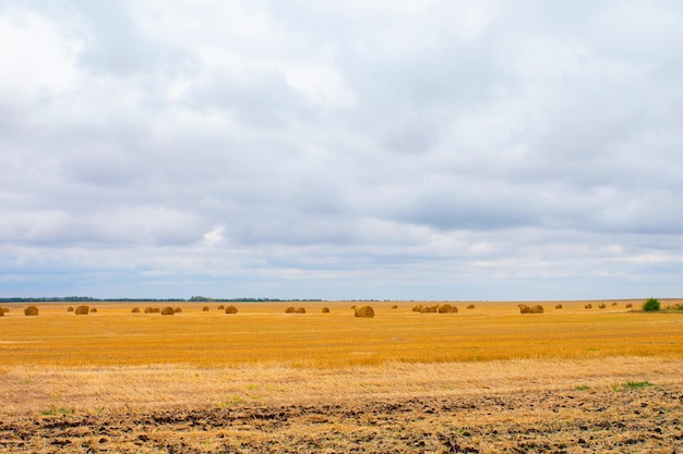 Colheita de fiança de feno na paisagem de campo dourado