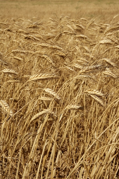 Colheita de fiels secos de trigo de agricultura
