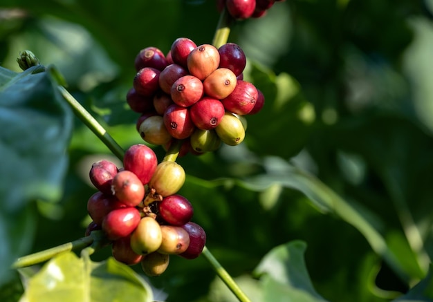 Colheita de grãos de café pela agricultura. Grãos de café amadurecendo na árvore no norte da Tailândia