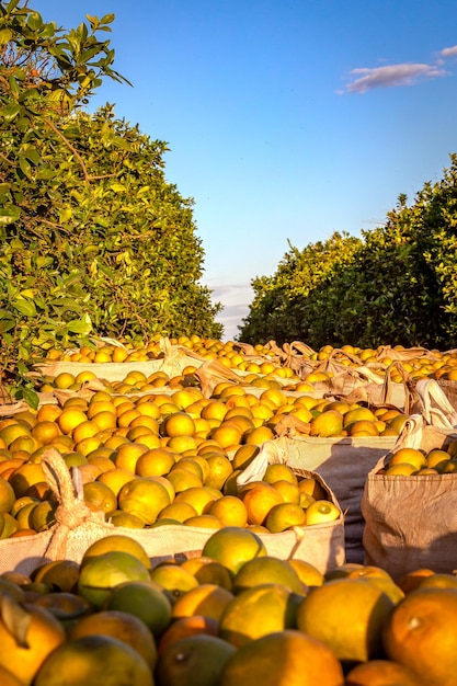 Foto colheita de laranja em um dia ensolarado no interior do brasil