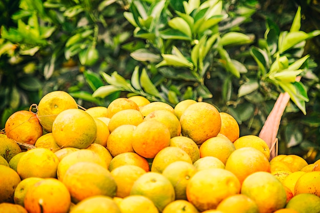 Colheita de laranja no Brasil no inverno em um dia nublado