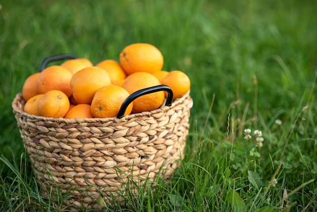 Colheita de laranjas frescas na cesta na grama verde.