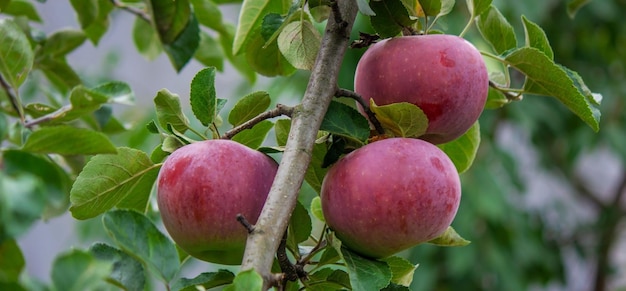 Colheita de maçãs na árvore foco seletivo natureza