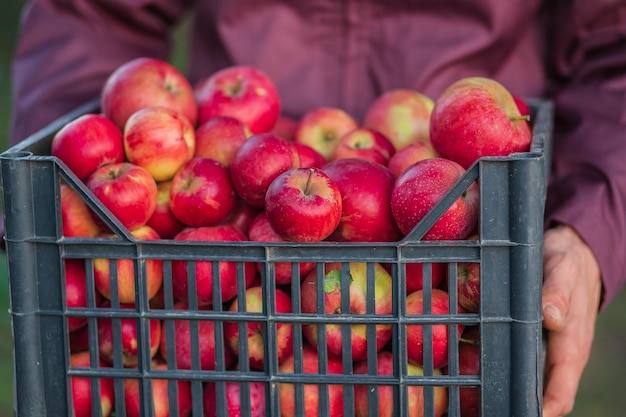 Colheita de maçãs vermelhas orgânicas transbordando uma caixa de maçãs A embalagem de maçãs no jardim