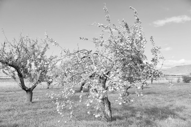 Colheita de macieiras maçãs as árvores frutíferas crescem no jardim de macieiras maçã de verão ou outono época de colheita jardinagem e agricultura dieta natural agricultura biológica