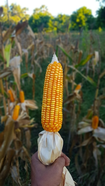 colheita de milho híbrido na plantação