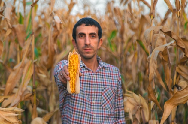 Colheita de milho nas mãos de um agricultor foco seletivo