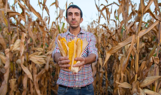 Foto colheita de milho nas mãos de um agricultor foco seletivo