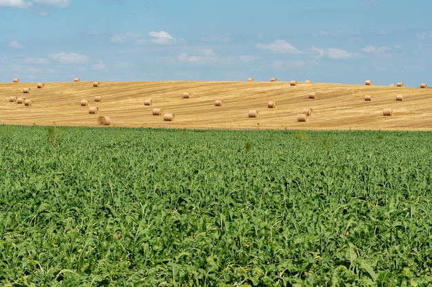 Foto colheita de montes de feno em campos agrícolas campo agrícola fardos paisagem agrícola paisagem de colheita palheiro o campo de beterraba faz fronteira com o campo de trigo