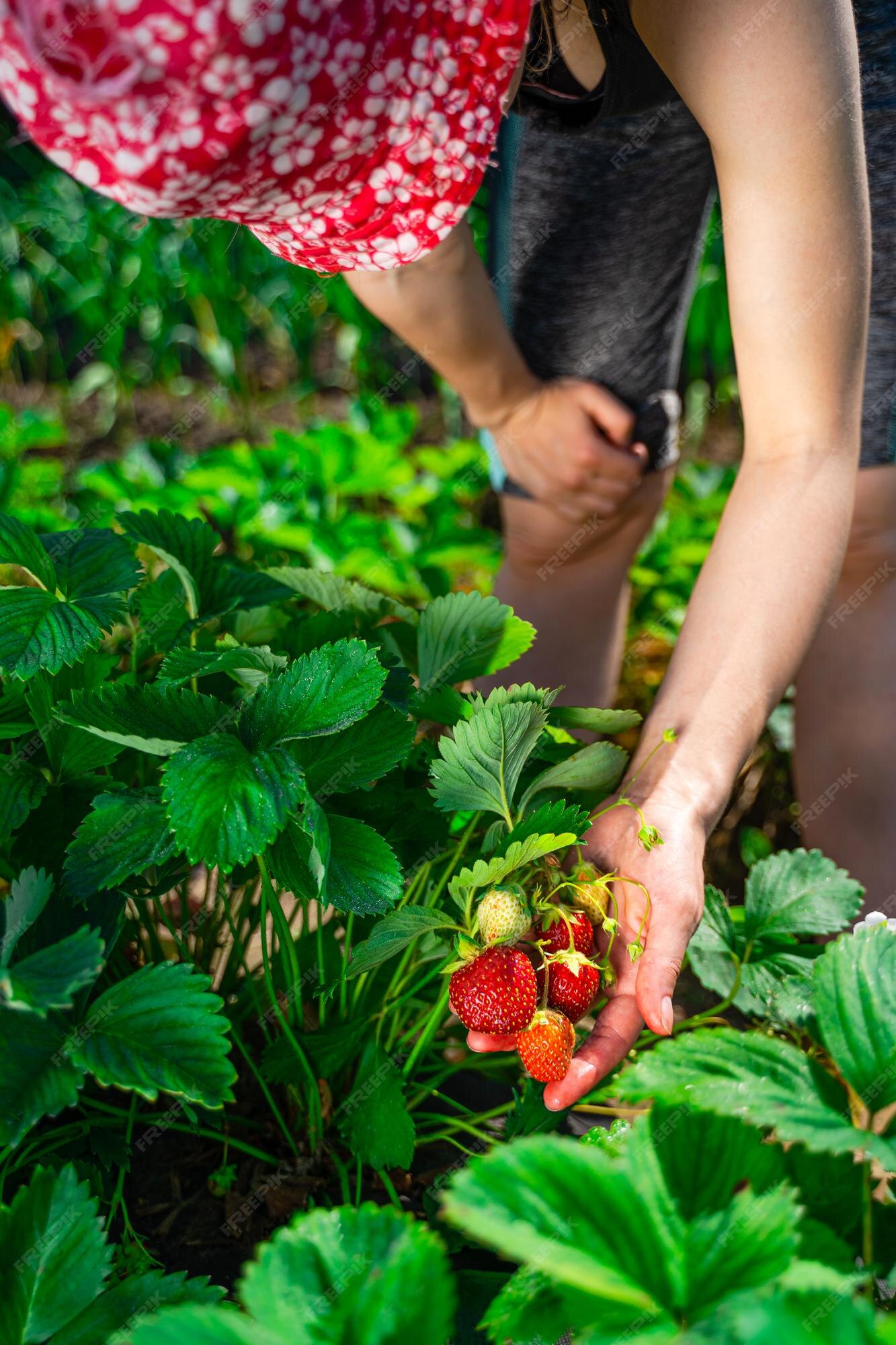 Jogos da Moranguinho - Colhendo Morangos (Harvesting Strawberries