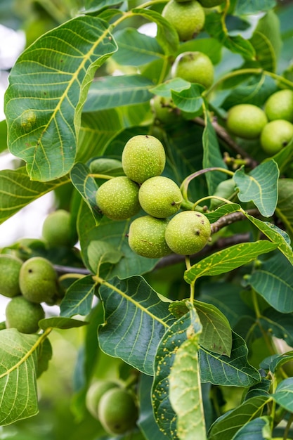 Colheita de nozes orgânicas frescas cultivando nozes verdes com folhas na árvore