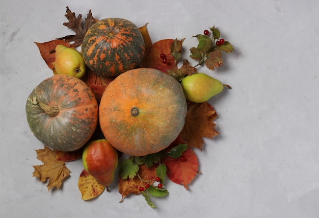 Colheita de outono: abóboras, peras, viburnum e folhas multicoloridas em cinza. Dia de ação de graças. Copie o espaço