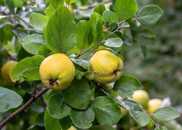 colheita de outono de grandes frutos de marmelo em uma árvore