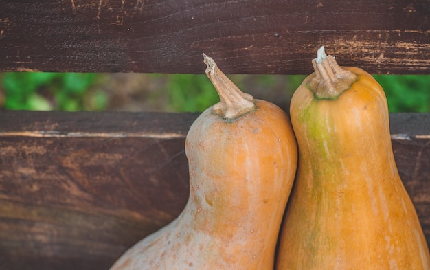 Foto colheita de outono de muitas abóboras laranja.