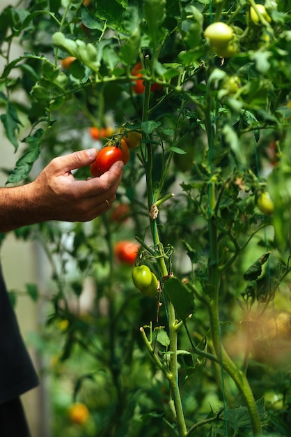 Colheita de outono e colheita de tomates maduros em casa pelo agricultor em estufa