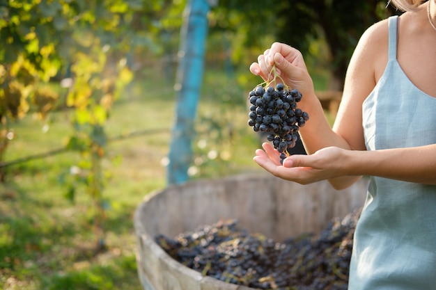 Colheita de outono nos vinhedos, garota segurando um cacho de uvas azuis frescas