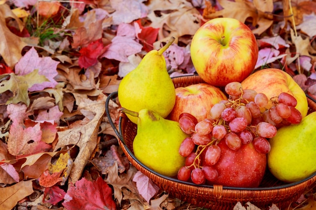 Colheita de outono Peras maçã uvas e folhas amarelas na mesa de madeira