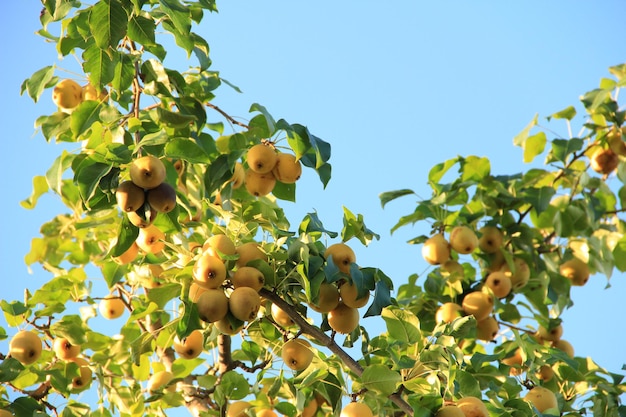 Colheita de peras redondas amarelas em galhos em um arbusto no jardim