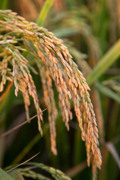 Foto colheita de picos de arroz de grão dourado do campo de arroz foco seletivo