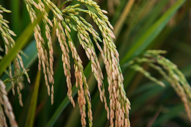 Foto colheita de picos de arroz de grão dourado do campo de arroz foco seletivo