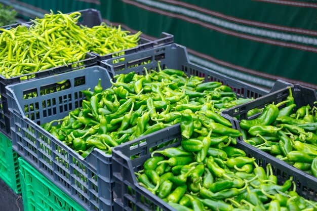 Colheita de pimentas verdes