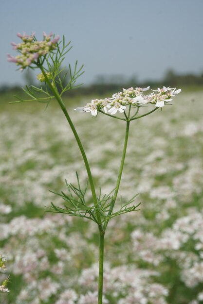 Colheita de primavera