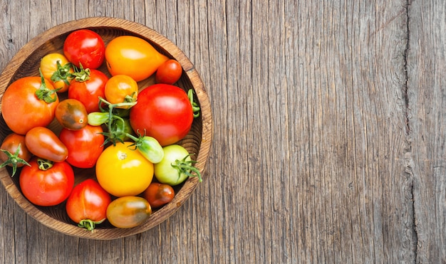 Colheita de tomate fresco