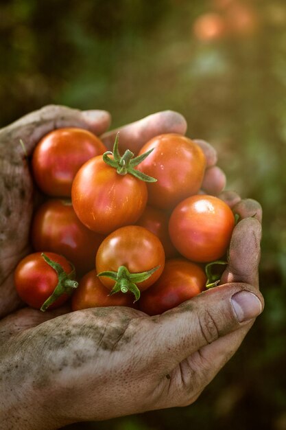 Foto colheita de tomate no outono