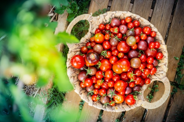 Colheita de tomates cereja em uma cesta