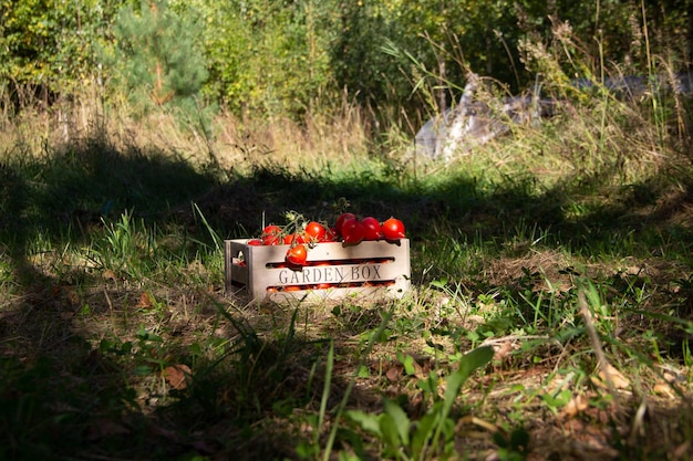 Colheita de tomates maduros em uma caixa de madeira na floresta
