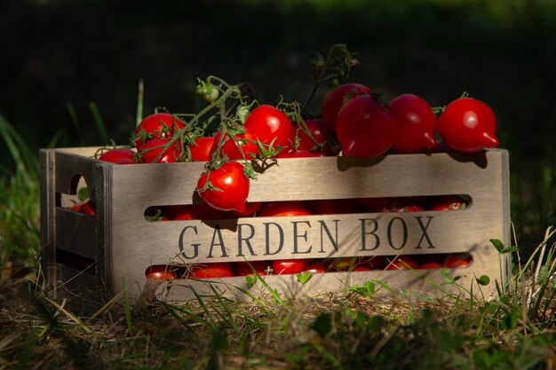 Colheita de tomates maduros em uma caixa de madeira na floresta