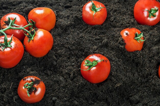 Colheita de tomates maduros no chão em uma horta