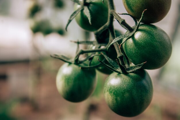 Colheita de tomates na fazenda vegetal plano de fundo