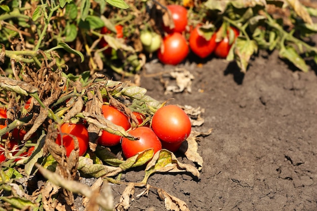 Colheita de tomates no campo