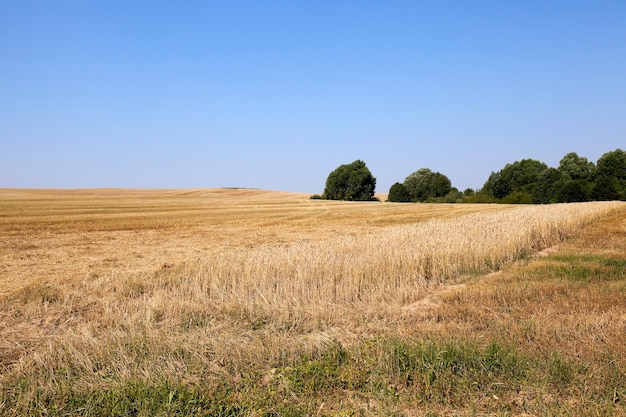 colheita de trigo colhida