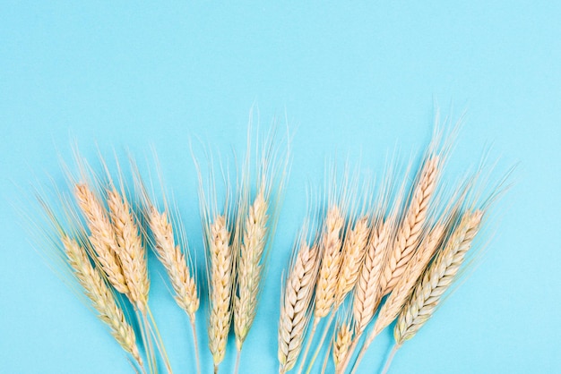 Colheita de trigo em uma colheita de alimentos de fundo azul na palha dourada do verão