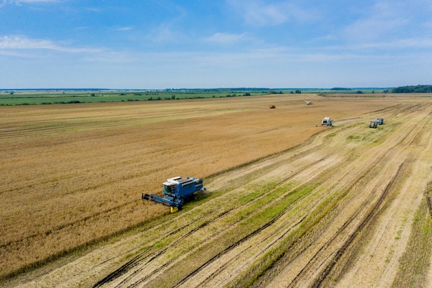 Colheita de trigo no verão. Duas colheitadeiras trabalhando no campo. Combine a máquina agrícola da colheitadeira coletando trigo maduro dourado no campo. Vista de cima.