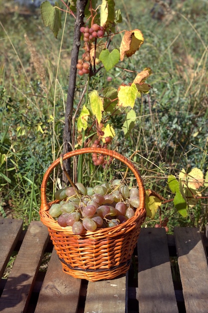Colheita de uva vermelha madura na cesta de vime marrom na mesa de madeira contra galhos com uva em crescimento